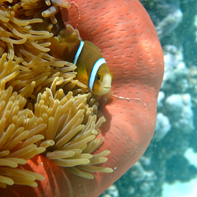 snorkeling tahaa guided tours tour guide