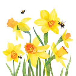 daffodils final