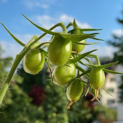 Baselbieter in Zuchwil-UMinder