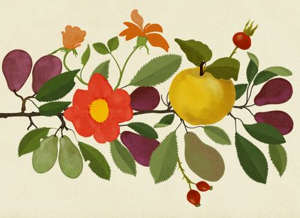 plums_04