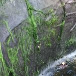 string Algae