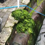 was of string algae