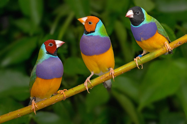 Contact | West Grinstead Bird Society