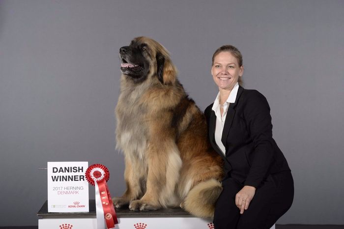 DOG SHOWS RESULTS  
WATER WORK AND OBEDIENCE SCROLL DOWN
