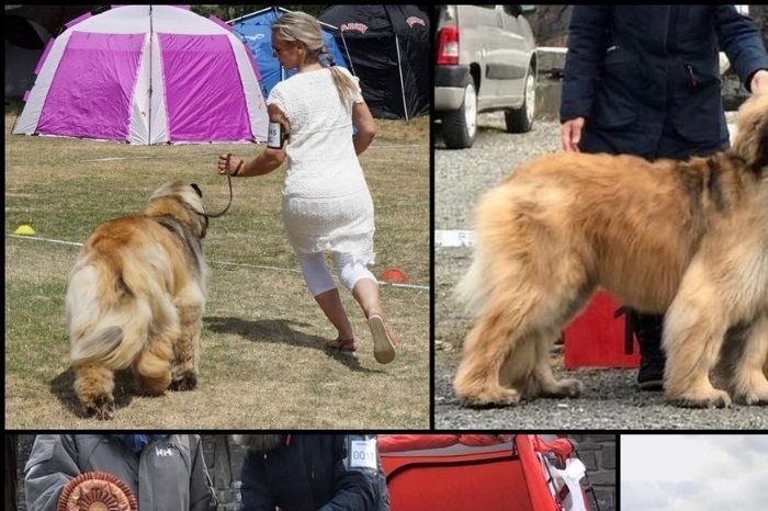MESTVINNENDE LEONBERGER TISPE I NORGE 2018!!!