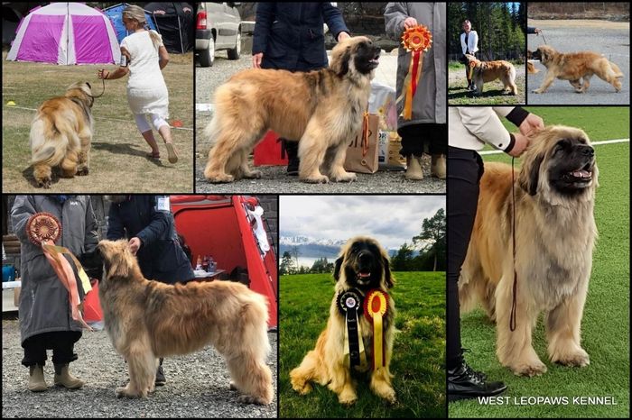 WOW! Dizza ble mestvinnende leonberger tispe i Norge 2018!!!
