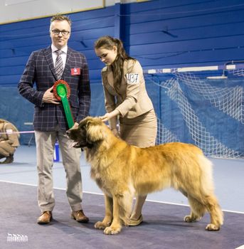 NUCH Gep's Big Bear's Smiles A Lot
Handler: Tea L Sjølstad