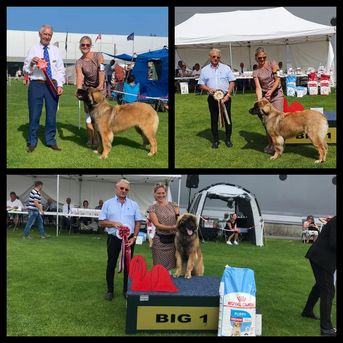 Mocca BEST IN SHOW på Sommerutstillingen på Karmøy, 8 mnd gammel.