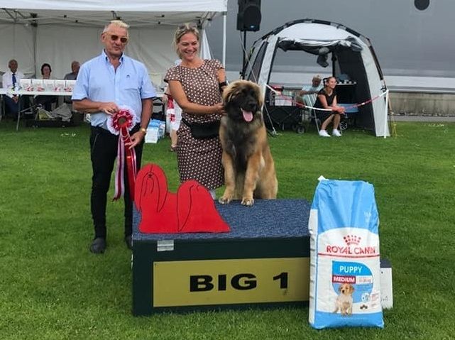 Mocca 8 mnd Best In Show valp på sommerutstillingen Karmøy-19