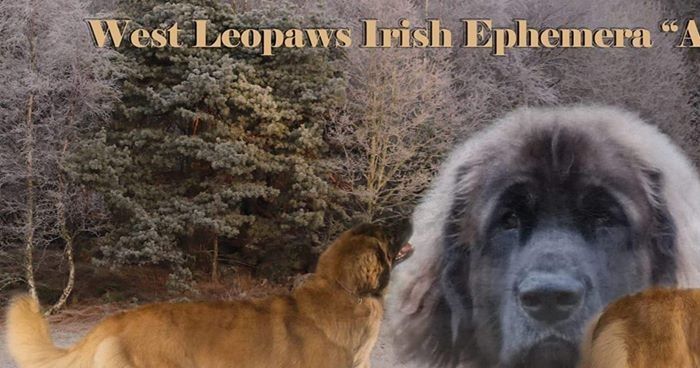 Made by Edel Pedersen Sunde, thank you so much for this lovely add.