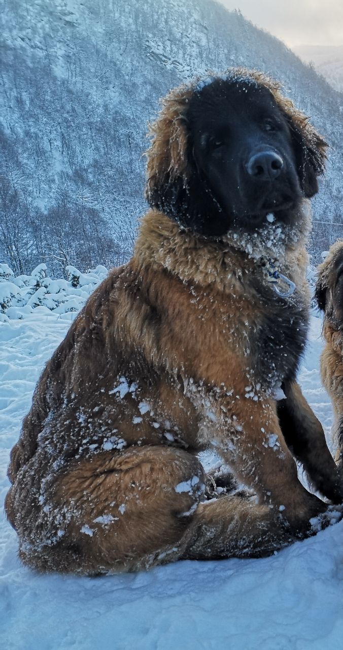 5 months old