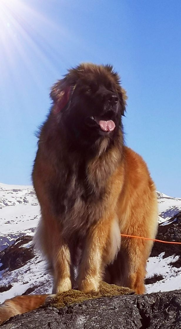 Mocca 3,5 år
