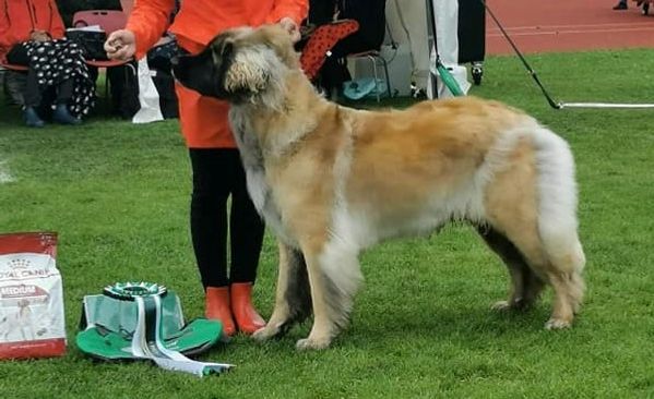 NUCH West Leopaws Irish Ephemera 