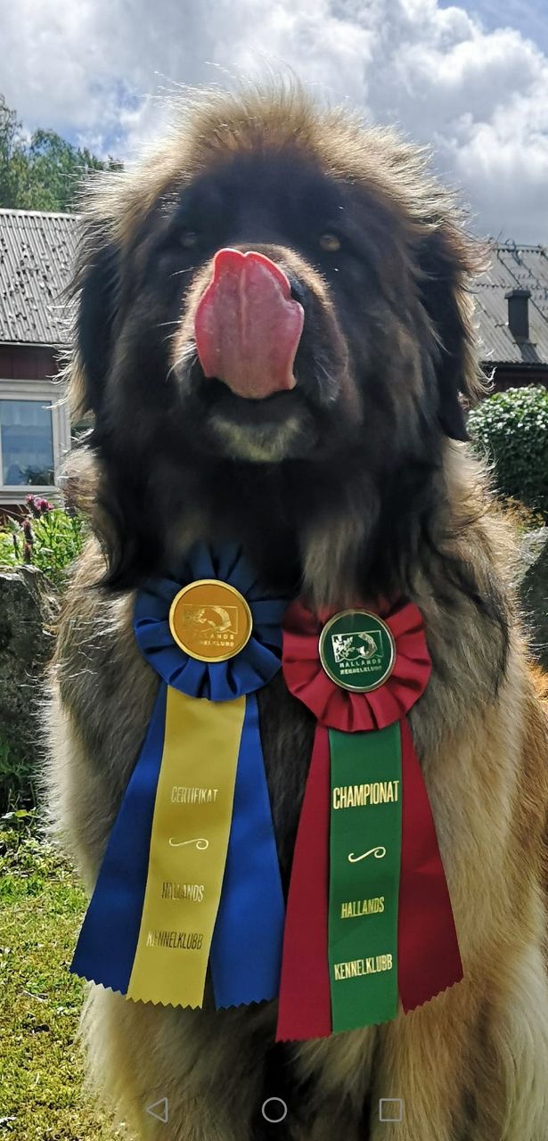 Mocca ny Svensk Champion i Tvååker -22 for dommer Trond Are Karlsen, Norge