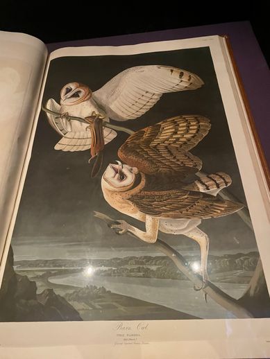 From J.J. Audubon, The Birds of America, 1827-8