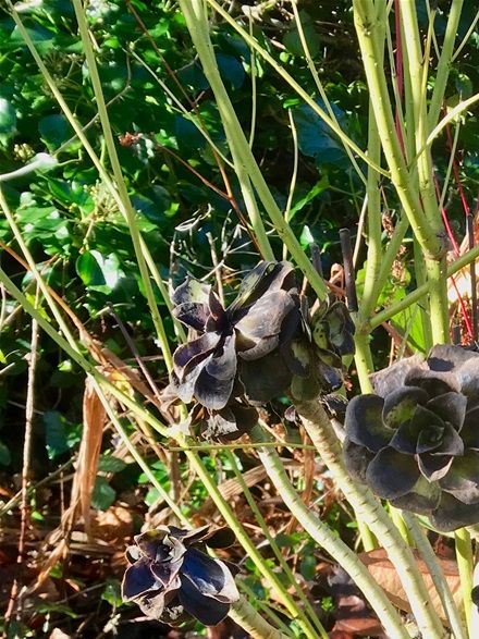 Aeonium: should have been taken in over winter