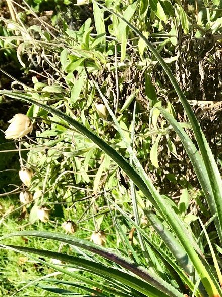 Fascicularia: usually flowers in midsummer