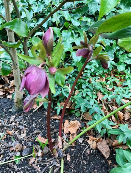 Helleborus purpurascens