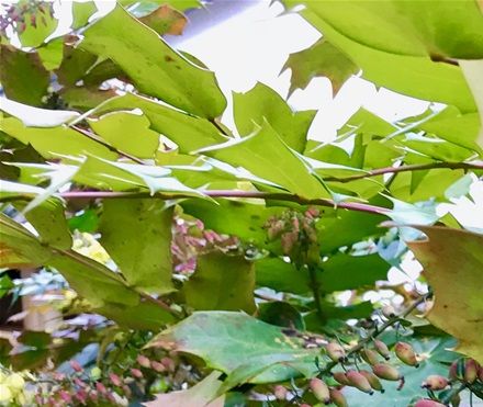 Mahonia japonica