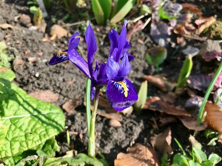 dwarf iris