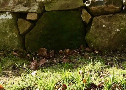 Spring crocuses