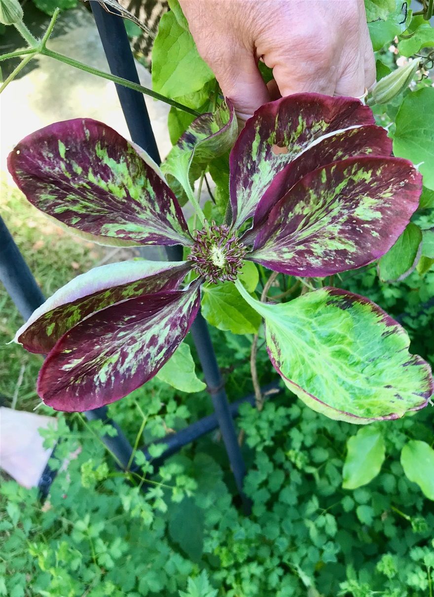 very strange first flower on Clematis 