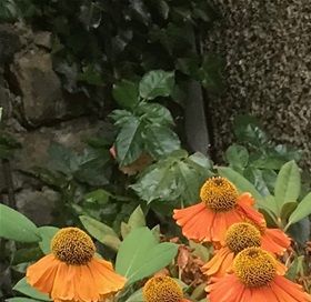 Helenium autumnale