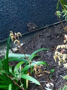 Formerly an Astilbe
