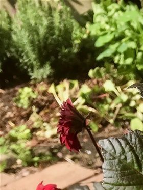 Dahlia 'Bishop of Canterbury'