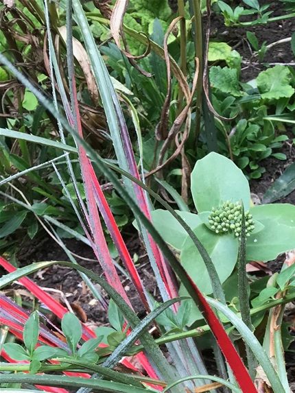 Fascicularia bicolor