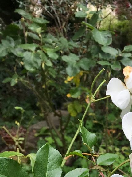 Rosa 'Iceberg' (possibly)