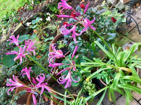Nerine bowdenii