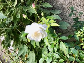 Rose in its final bloom of the year