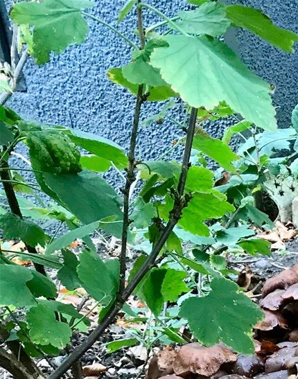 Fungus colonises the old pear tree stump