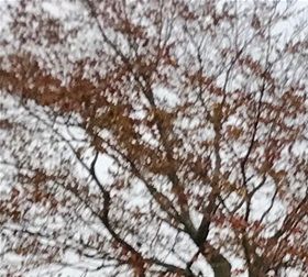 Neighbours' trees add some splendid colour to the view from the house..........