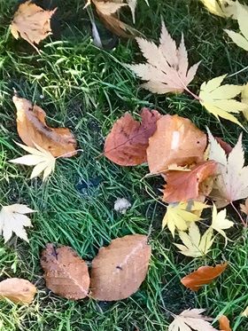....and deposit their leaves on our lawn