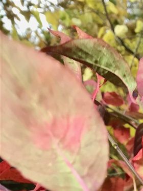 Startlingly red Euonymus europaeus 