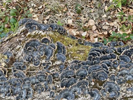 fungal patterns