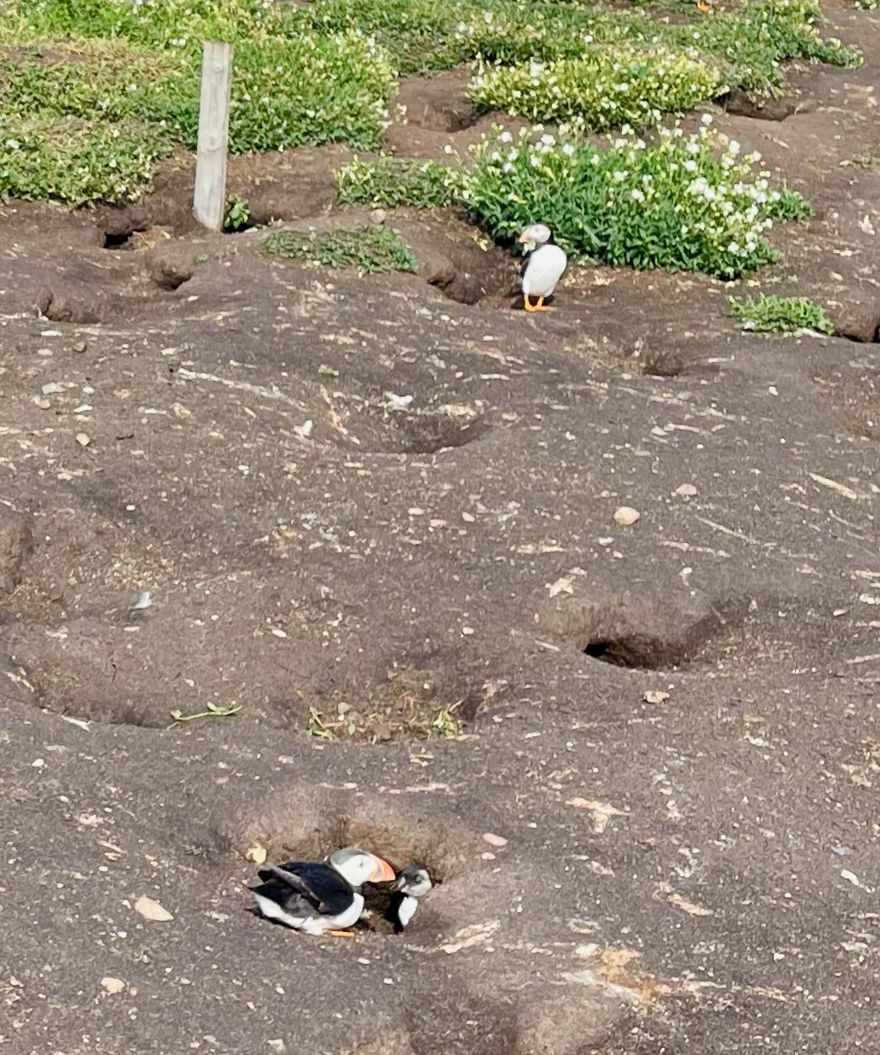 A puffin feeding its puffling in the nest