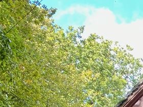 Swiss chalet in the woods