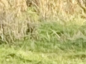 Walthamstow marshes