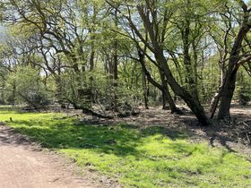 ancient woodland