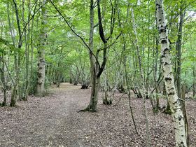 Oak and coppiced hornbeam