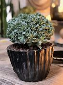 crasula