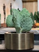 opuntia