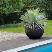 yucca