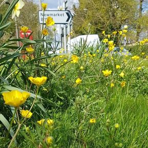 Roadside Verges Project