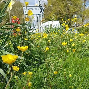 buttercups