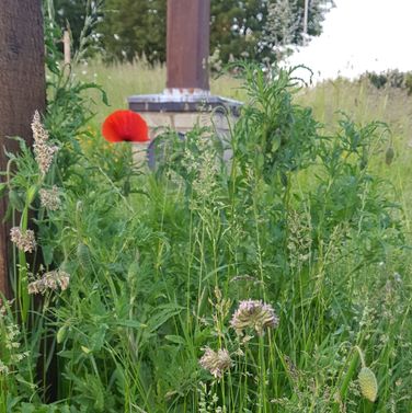 poppy