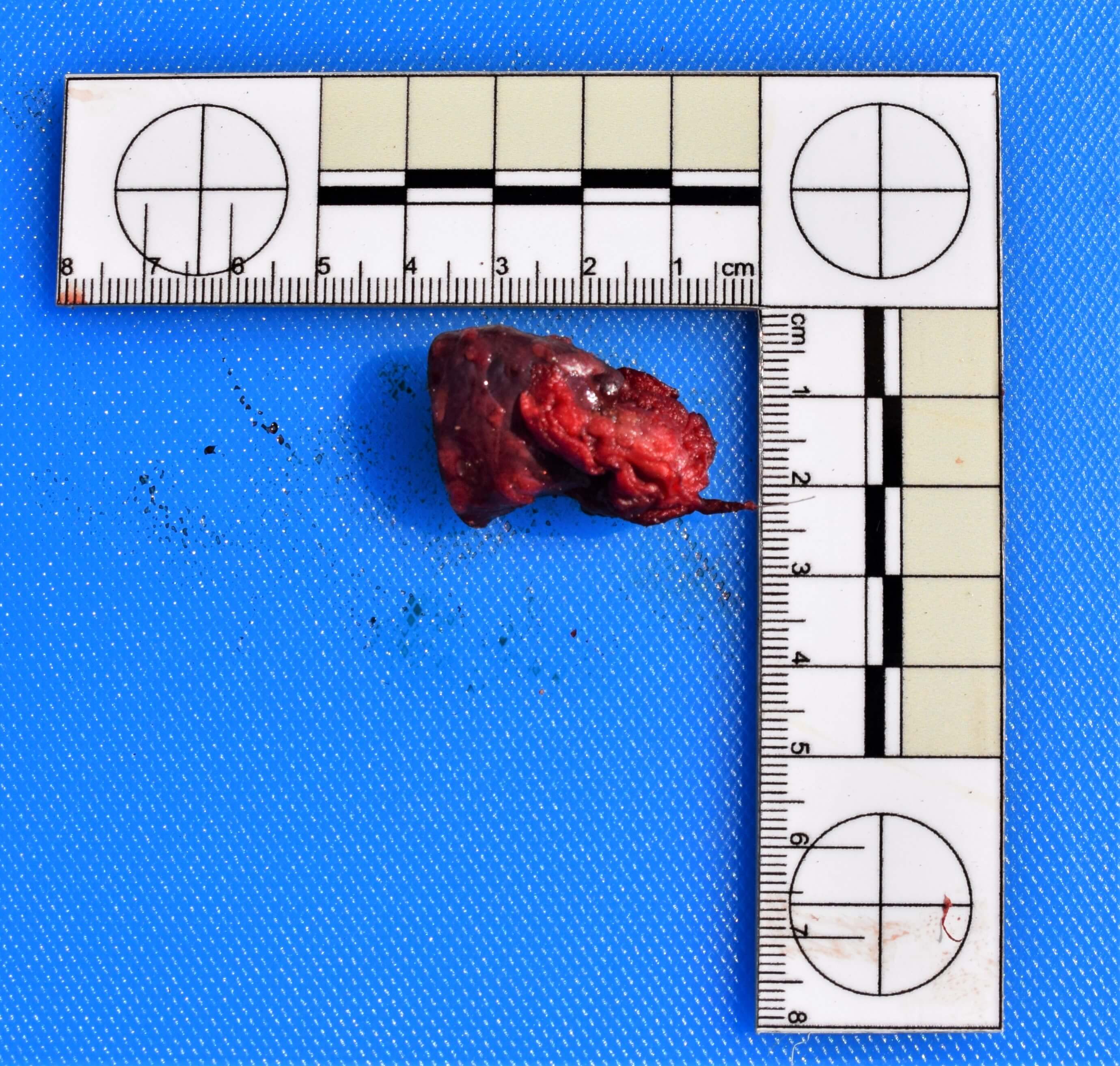 Photographing samples -PM course